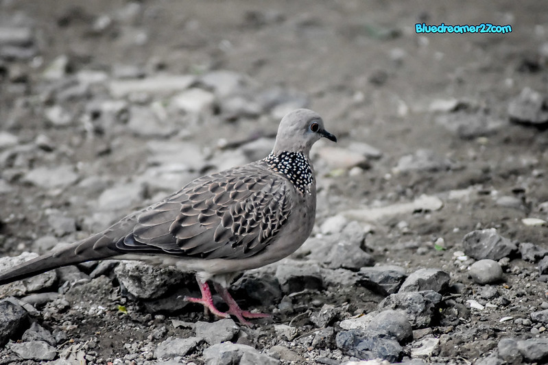 _DSC0375t