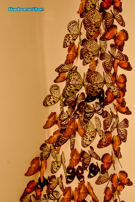 _DSC0573t