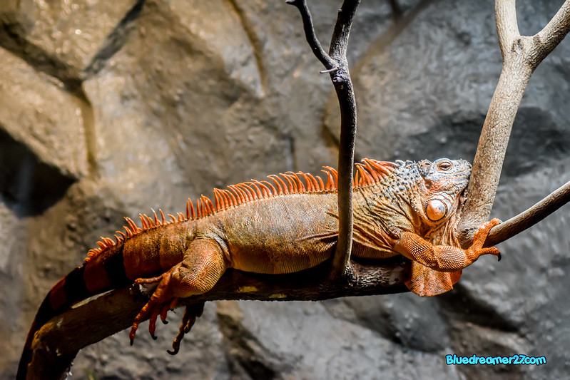 _DSC0453t