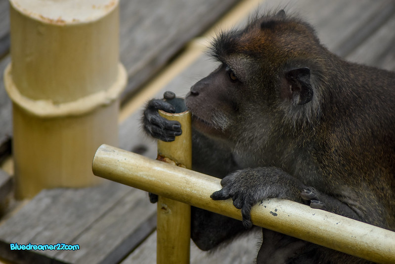 _DSC0476t