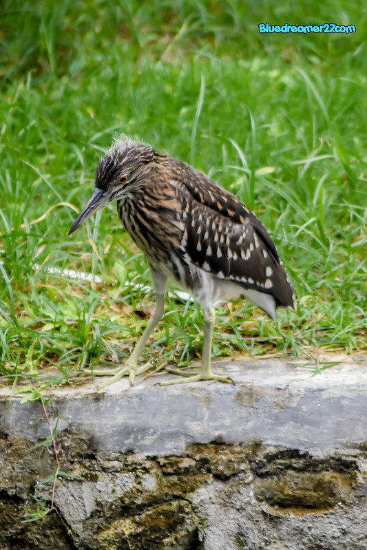 _DSC0422t