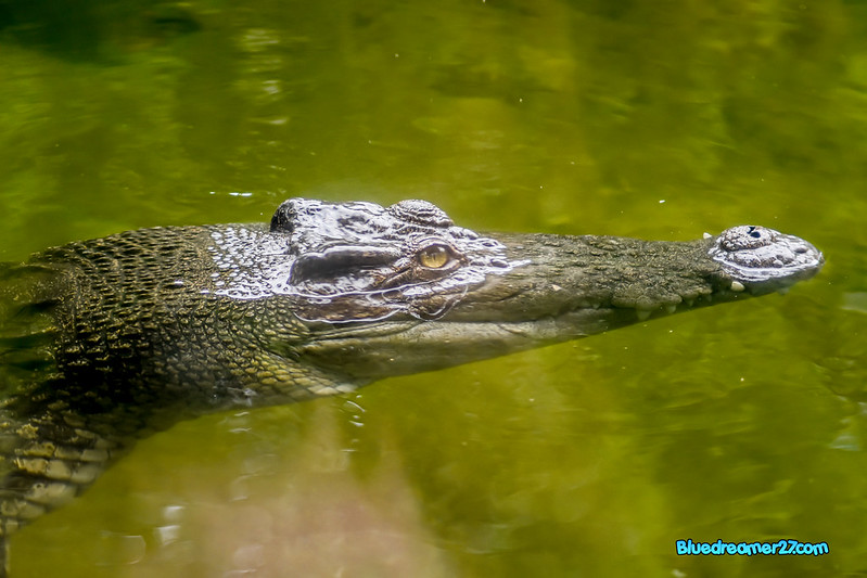 _DSC0408t