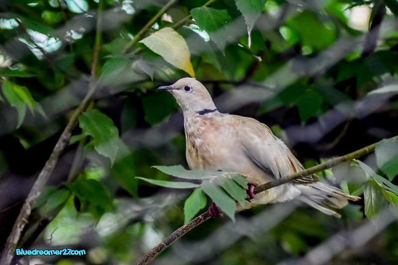_DSC0369t